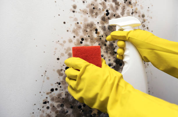 Best Mold Testing and Inspection Services in Gray Summit, MO