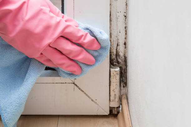 Best Basement Mold Remediation in Gray Summit, MO